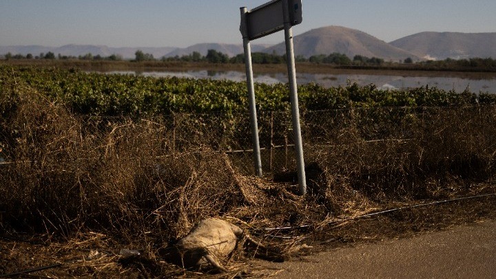 Σε κλίβανους μεταφέρονται τα νεκρά ζώα